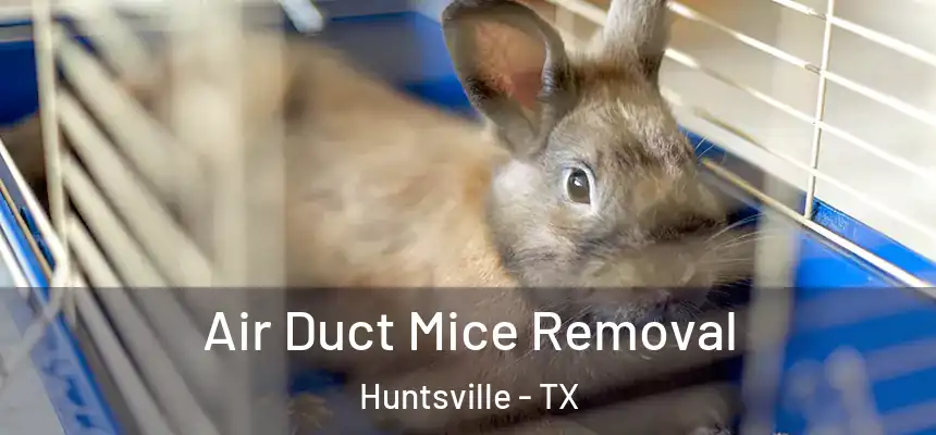  Air Duct Mice Removal Huntsville - TX