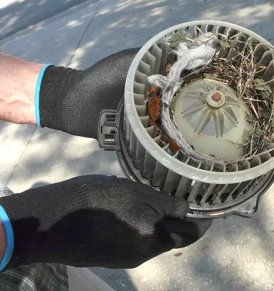 About Air Duct Mice Removal in Huntsville, TX